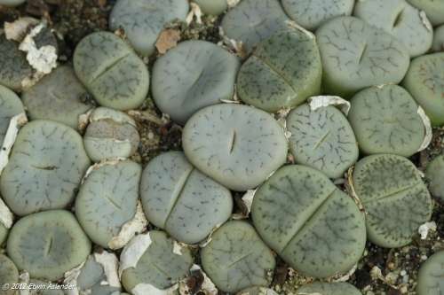 Lithops pseudotruncatella ssp. archerae -30 seeds