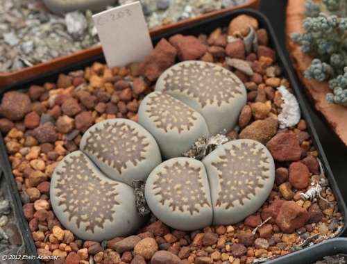Lithops julii ssp. fulleri  -100 seeds