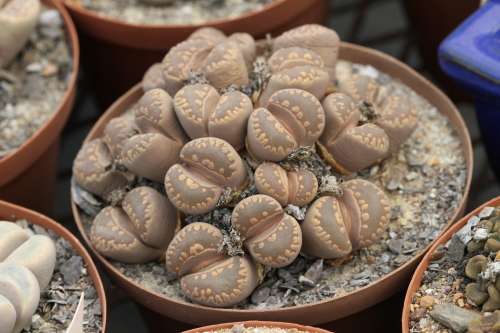 Lithops otzeniana  -30 seeds