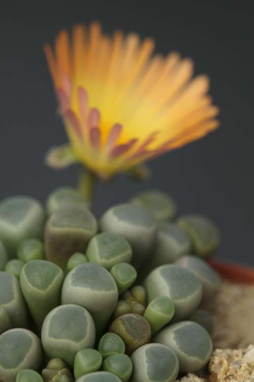 Fenestraria rhophalophylla var. aurantiaca -100 seeds