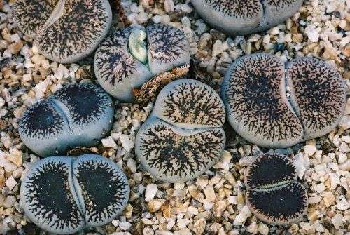 Lithops lesliei var. venteri  -30 seeds