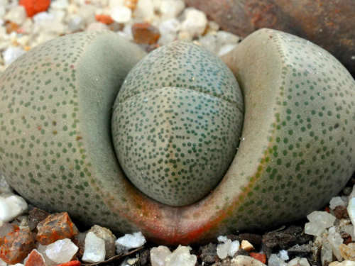Pleiospilos nelii - 30 seeds