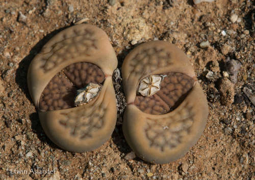 Lithops hallii -30 seeds
