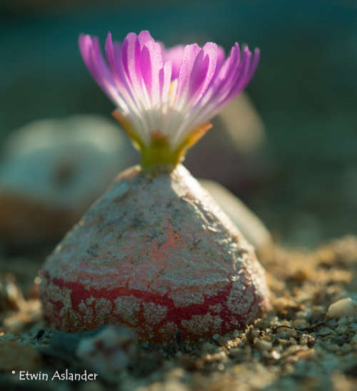 Conophytum burgeri - 30 seeds