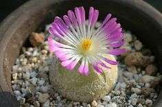 Conophytum burgeri - 30 seeds