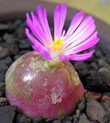 Conophytum burgeri - 30 seeds