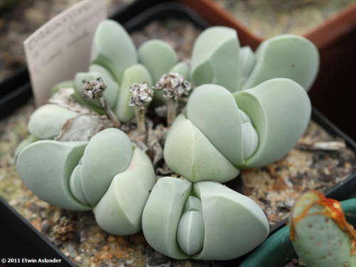Gibbaeum album - 100 seeds