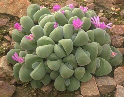 Gibbaeum dispar - 100 seeds