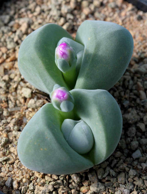 Gibbaeum dispar - 100 seeds