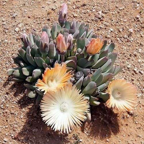 Cheiridopsis denticulata - 100 seeds