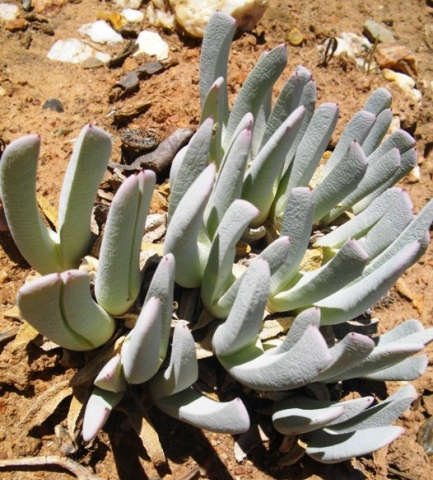 Cheiridopsis denticulata - 100 seeds