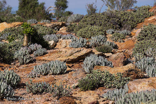 Cheiridopsis denticulata - 100 seeds