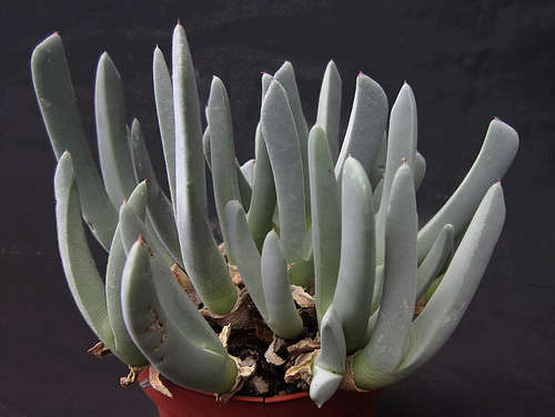 Cheiridopsis denticulata - 100 seeds