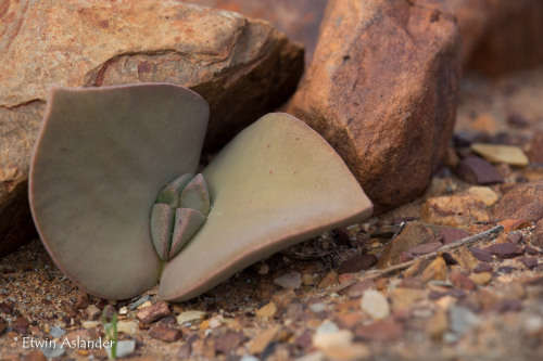 Cheiridopsis peculiaris - 100 seeds