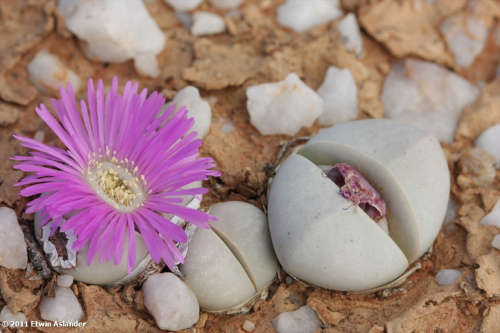 Argyroderma delaetii - 100 seeds