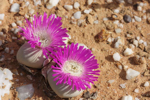 Argyroderma delaetii - 100 seeds