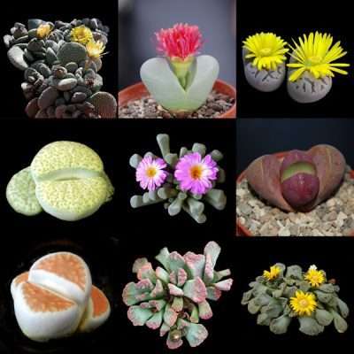 Mesembs mega mix - 500 seeds