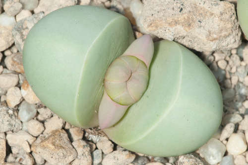 Argyroderma mega mix - 100 seeds