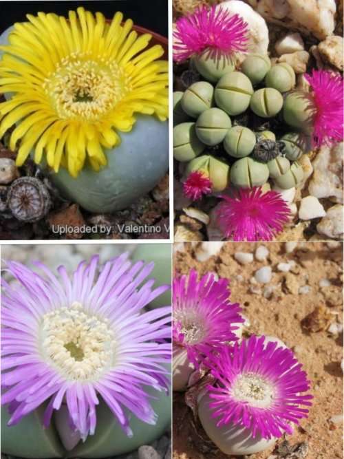 Argyroderma mega mix - 100 seeds