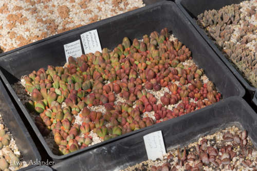 Tanquana prismatica - 100 seeds