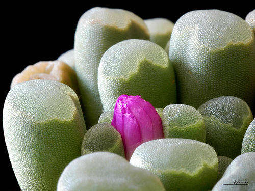 Frithia pulchra plants