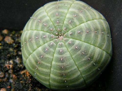 Euphorbia obesa plants