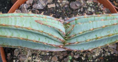 Aloe suprafoliata plants