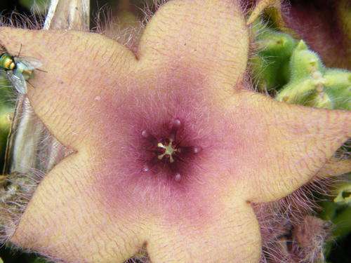 Stapelia unicornis plants