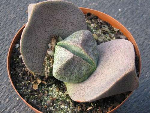 Pleiospilos bolusii plants