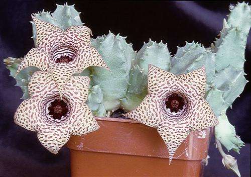 Huernia piersii (plants)