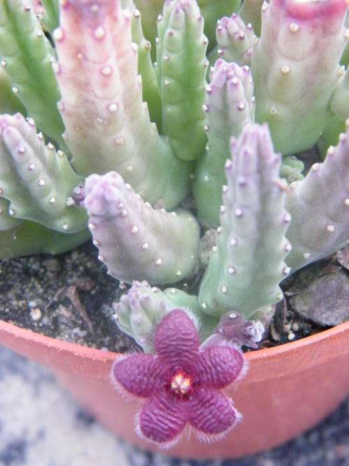 Stapelia scitula (plants)