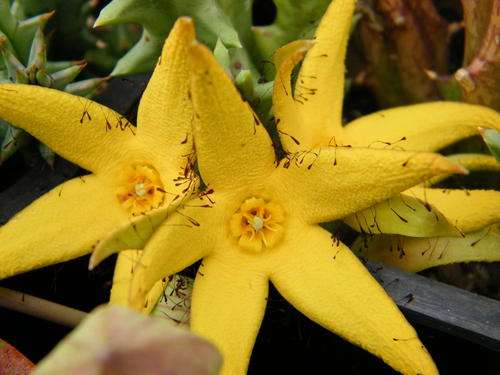 Orbea lutea var. lutea