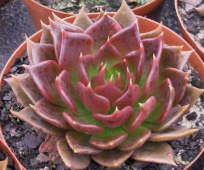 Echeveria Black Prince plants