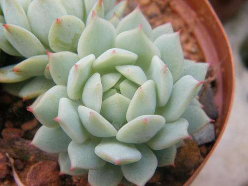 Echeveria derenbergii plants