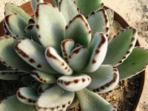 Kalanchoe tomentosa "Bunny Ears" (plants)