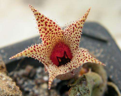 Stapelianthus decaryi (plants)