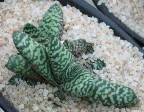 Gasteria "Snowstorm"