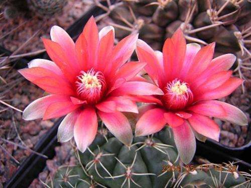 Gymnocalicium baldianum plants