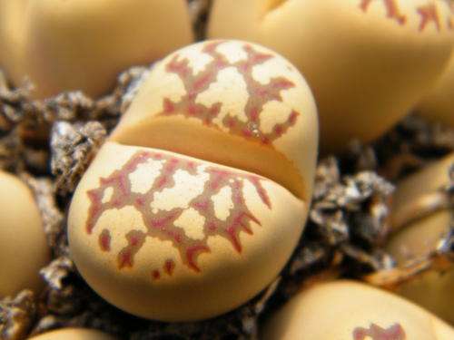 Lithops dorotheae plants