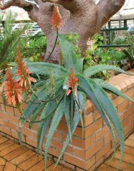Aloe hardyi plants
