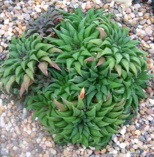 Haworthia parksiana plants