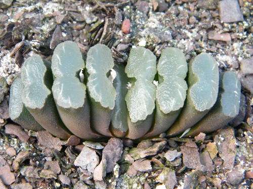 Haworthia truncata plants