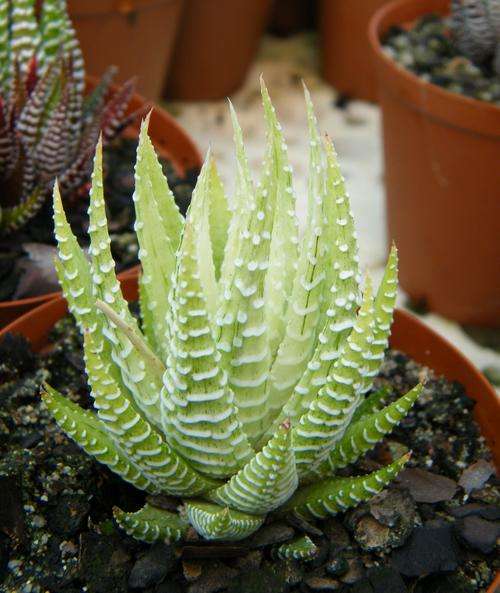 Haworthia fasciata "Lime Green"