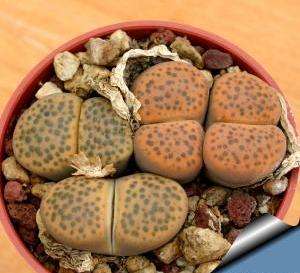 Lithops fulviceps (plants)