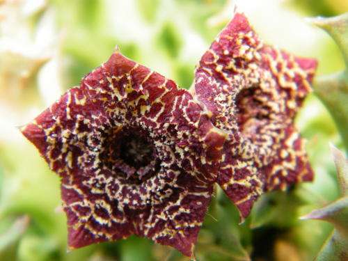 Orbea carnosa subsp. keithii  (plants)
