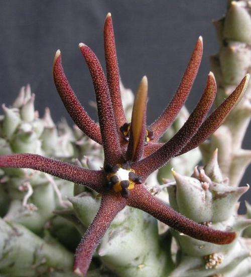 Orbea baldratii (plants)