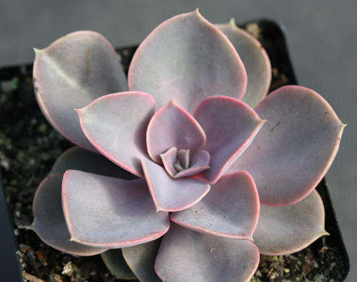 Echeveria Pearl from Nuhrenberg