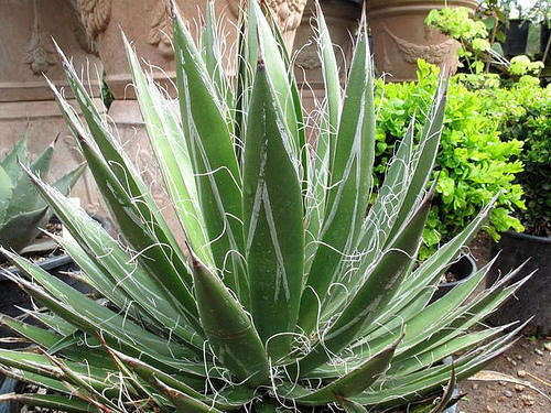 Agave filifera plants
