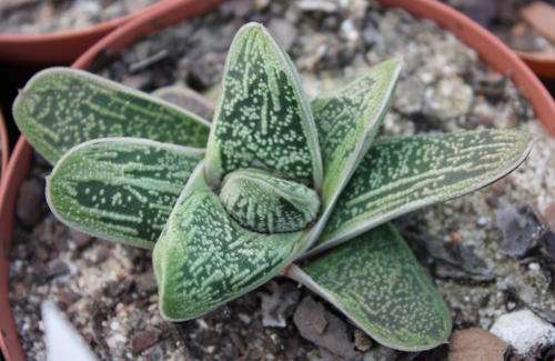 Gasteria little warty (live plants)