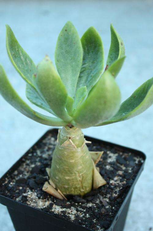 Botterboom (Tylecodon paniculatus) plant